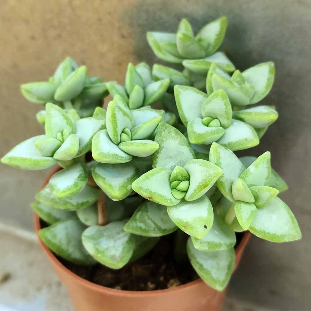 crassula rupestris pianta