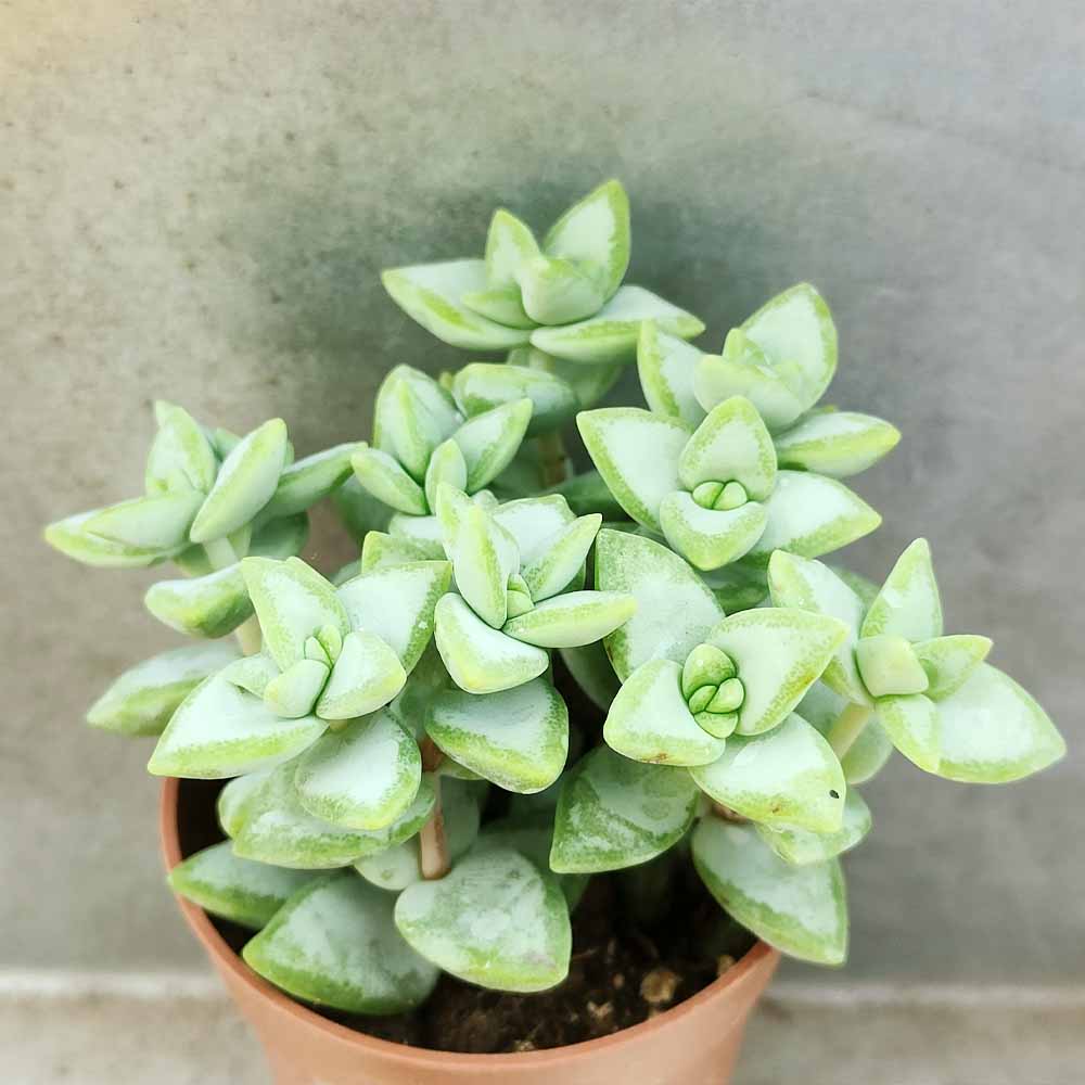 crassula rupestris