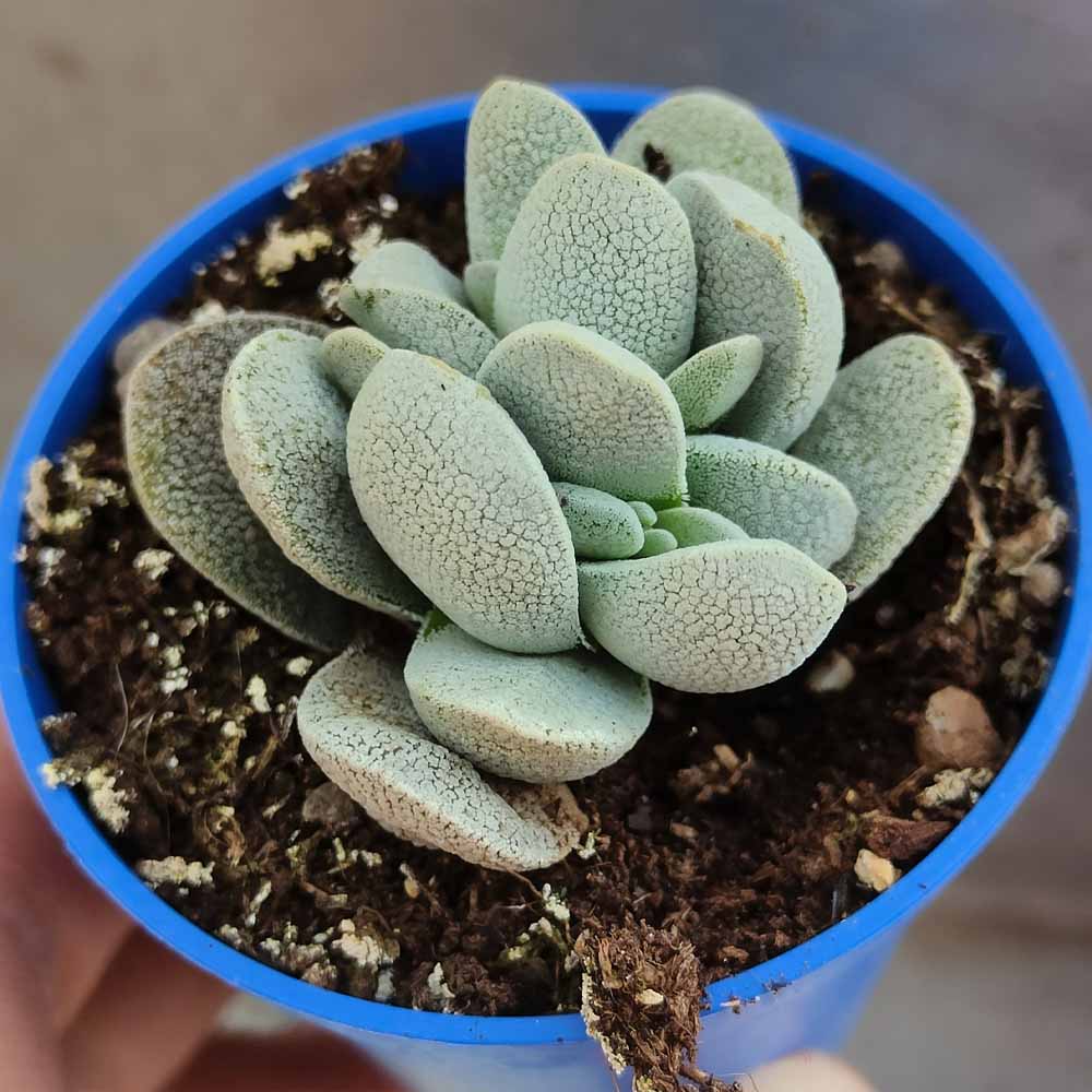 crassula tecta