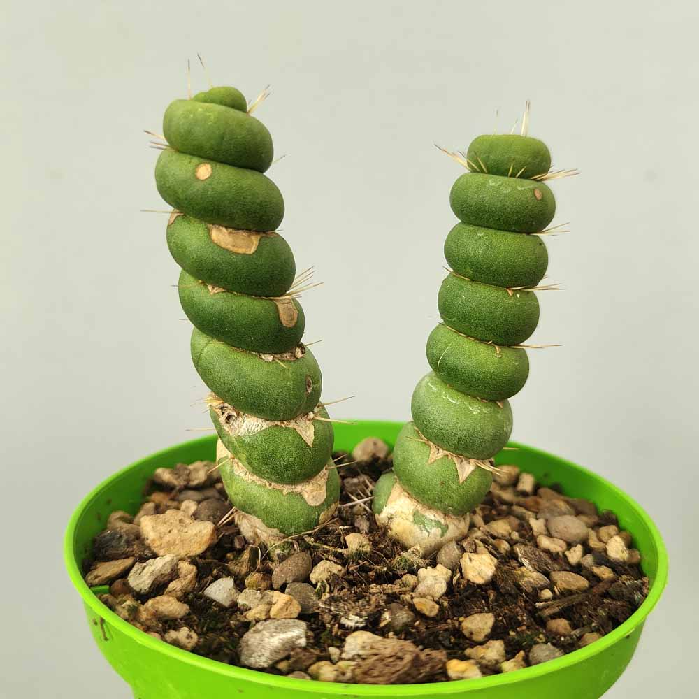 eulychnia spiralis