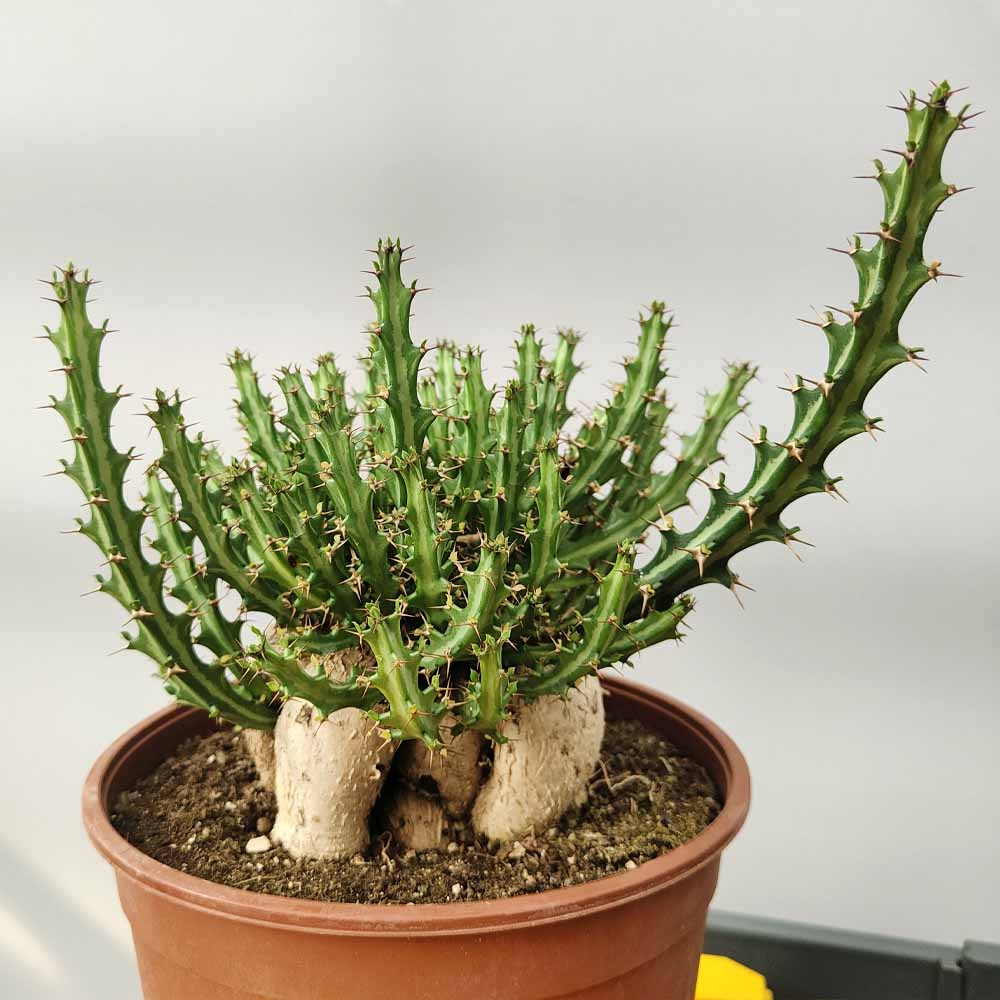 euphorbia knuthii pianta