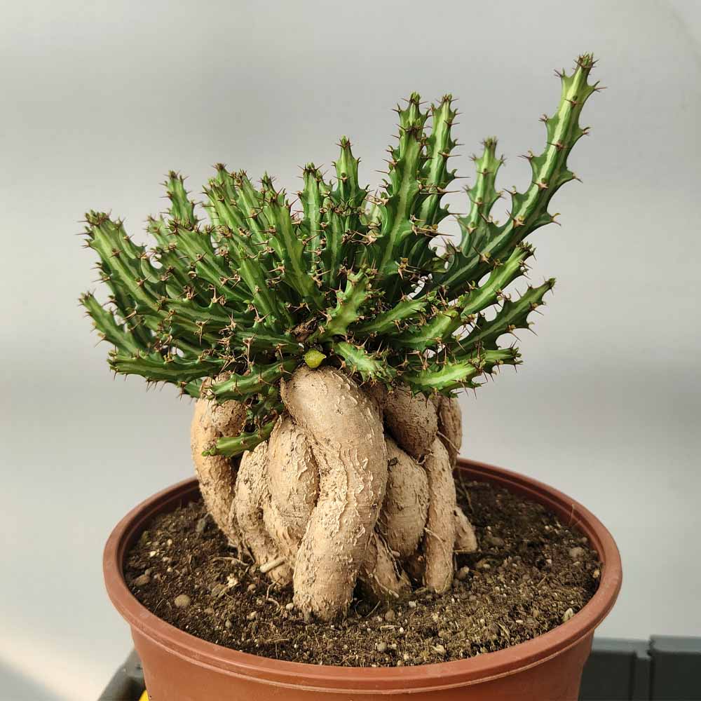 euphorbia knuthii pianta