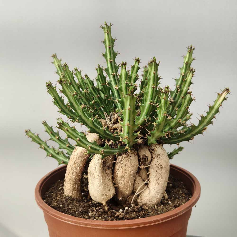euphorbia knuthii