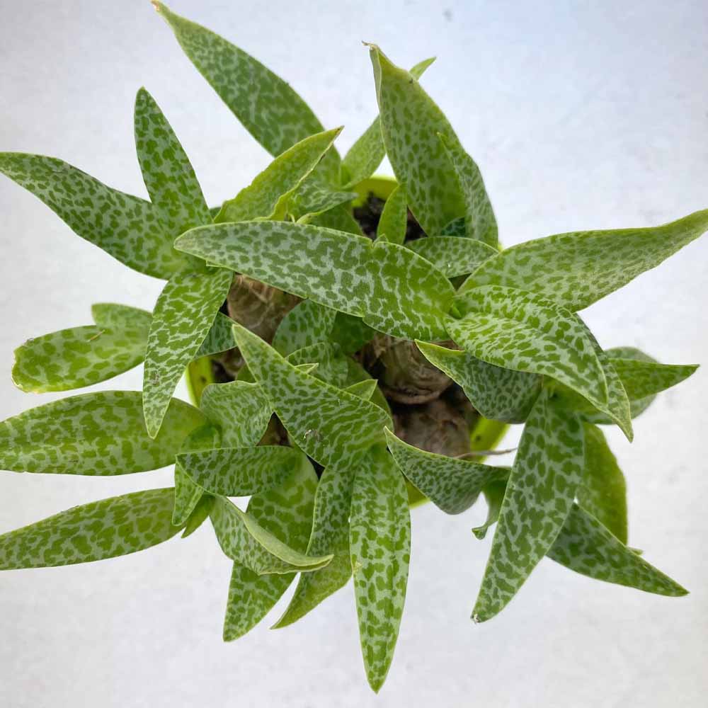 ledebouria pauciflora