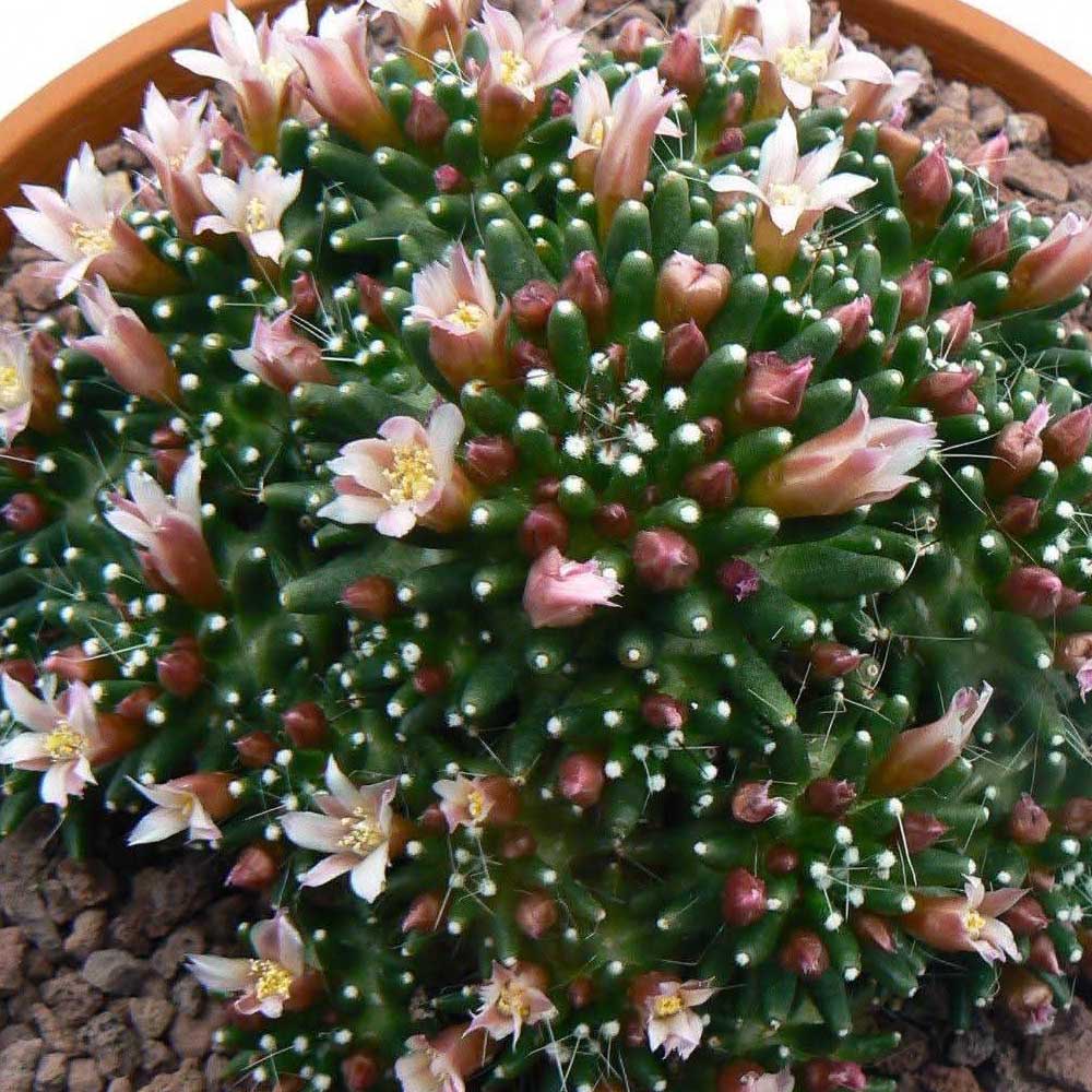mammillaria painteri mostruosa fiore