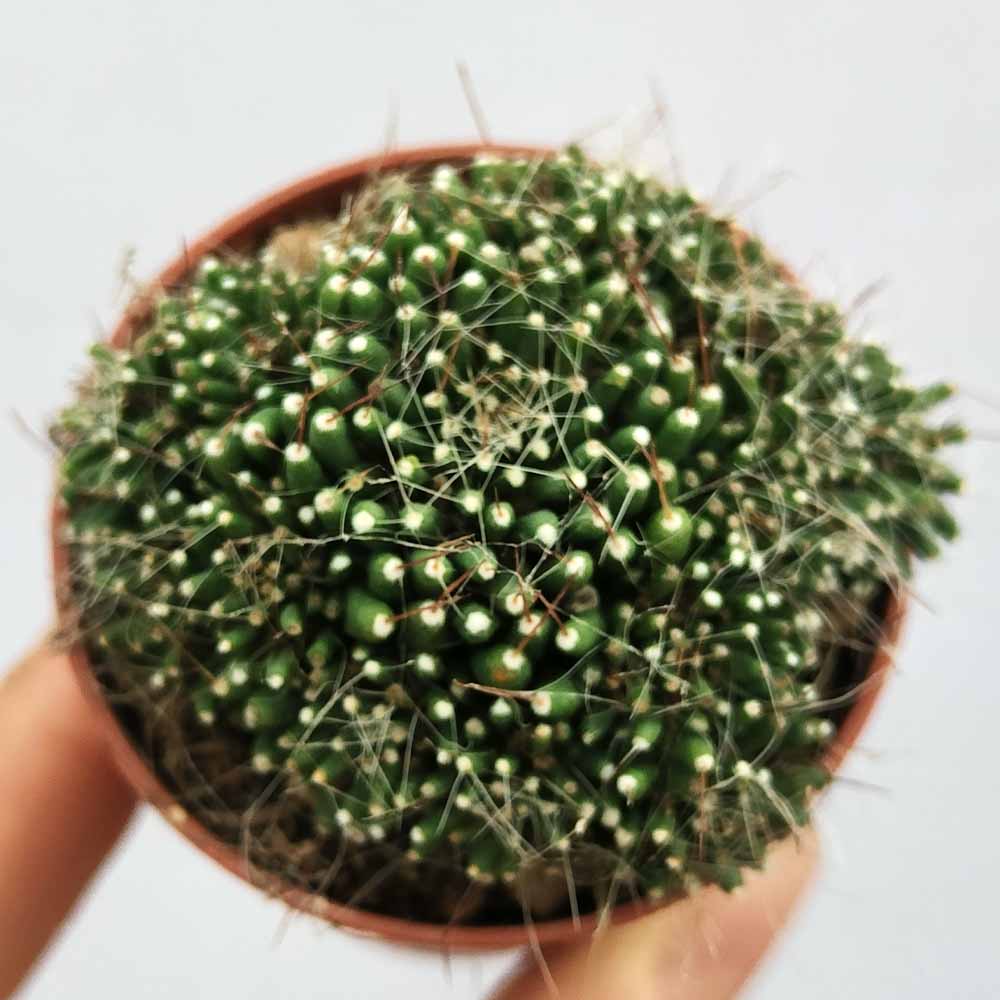 mammillaria painteri mostruosa pianta