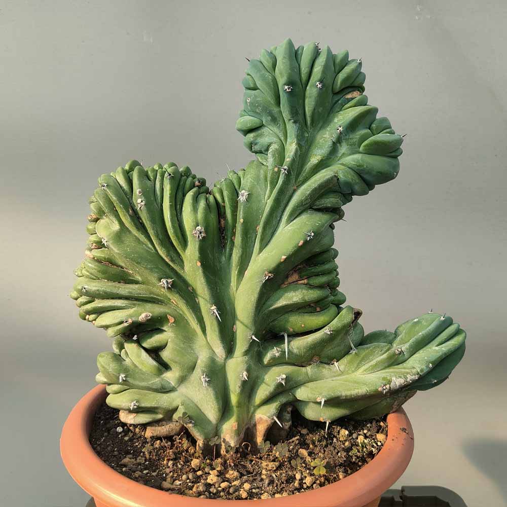 myrtillocactus crestato