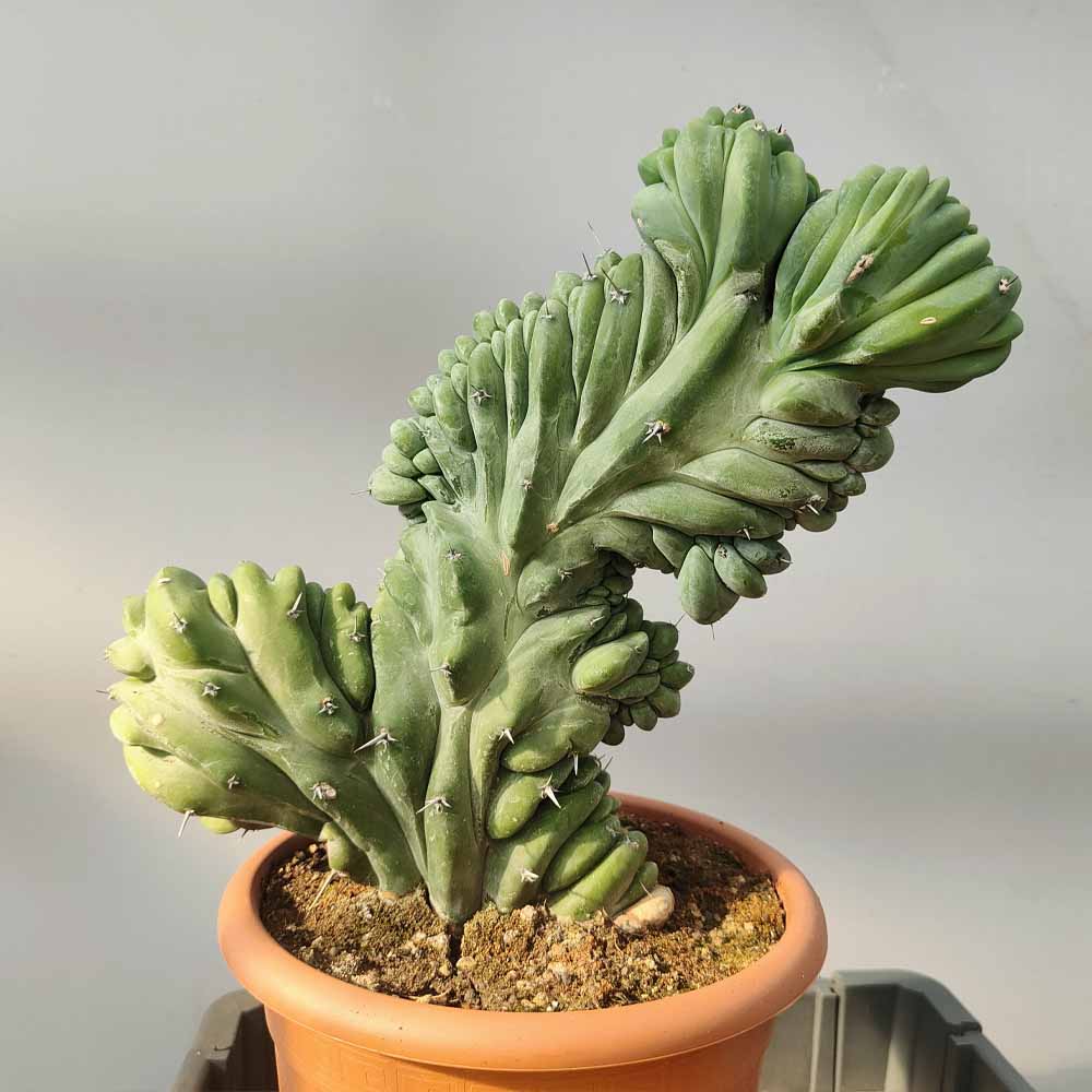 myrtillocactus crestato pianta