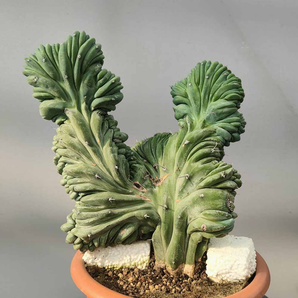 myrtillocactus crestato pianta