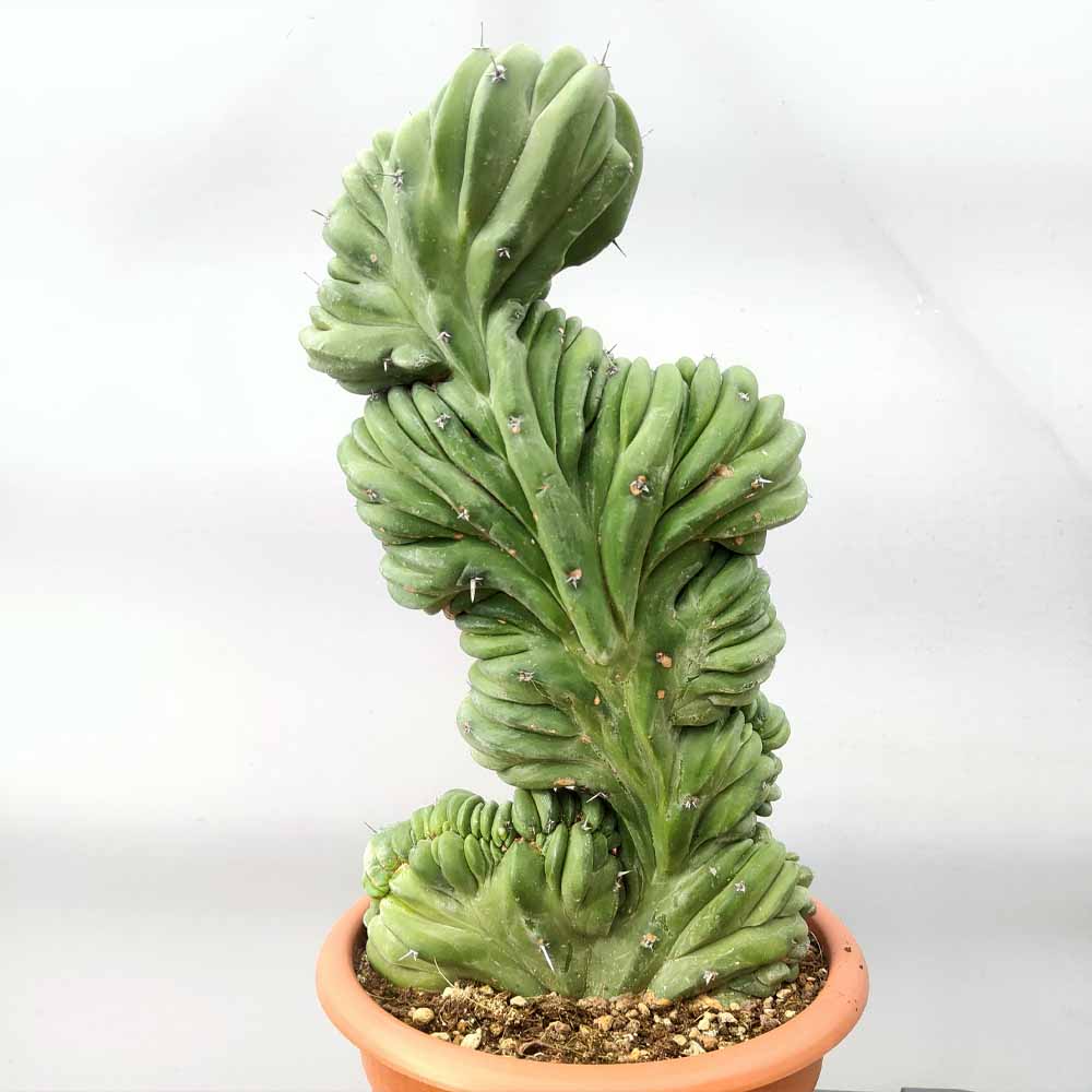 myrtillocactus crestato
