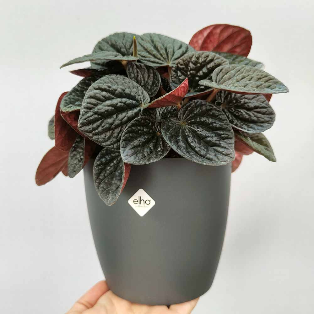 peperomia chocolate BRUSSEL ANTRACITE