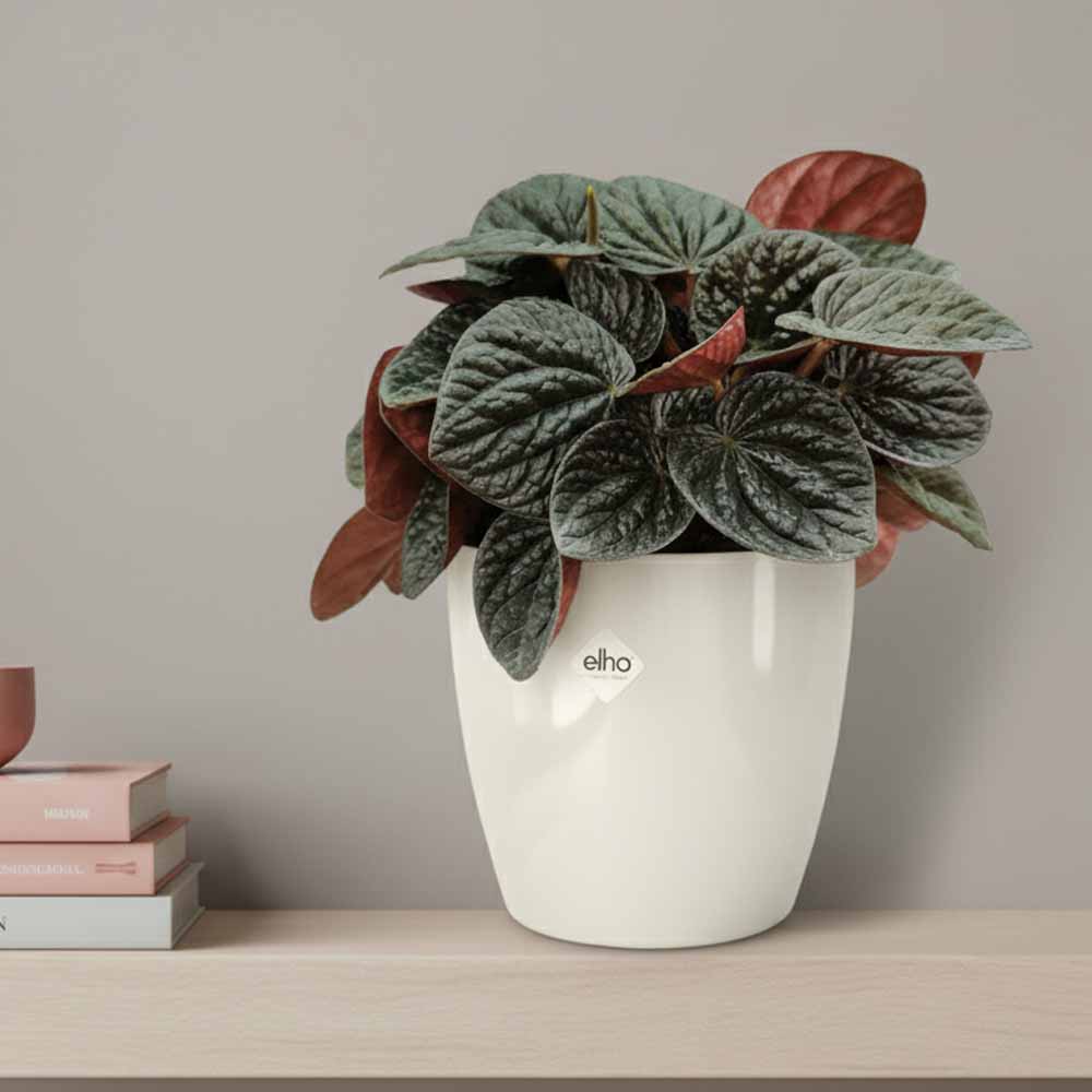 peperomia chocolate vaso bianco