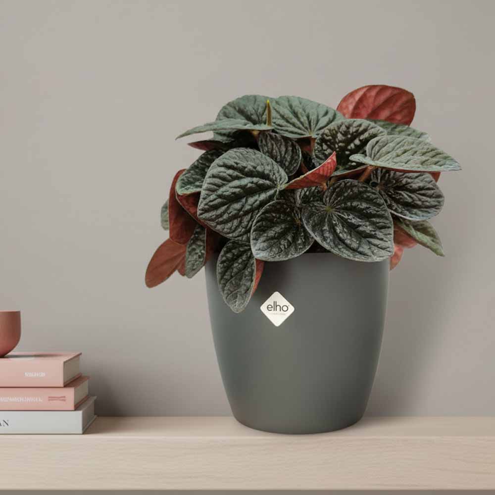 peperomia chocolate vaso decor