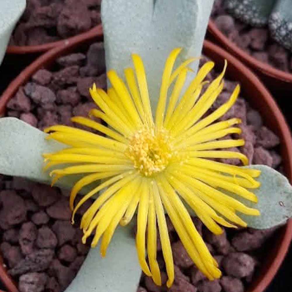 schwantesia loeschiana fiore
