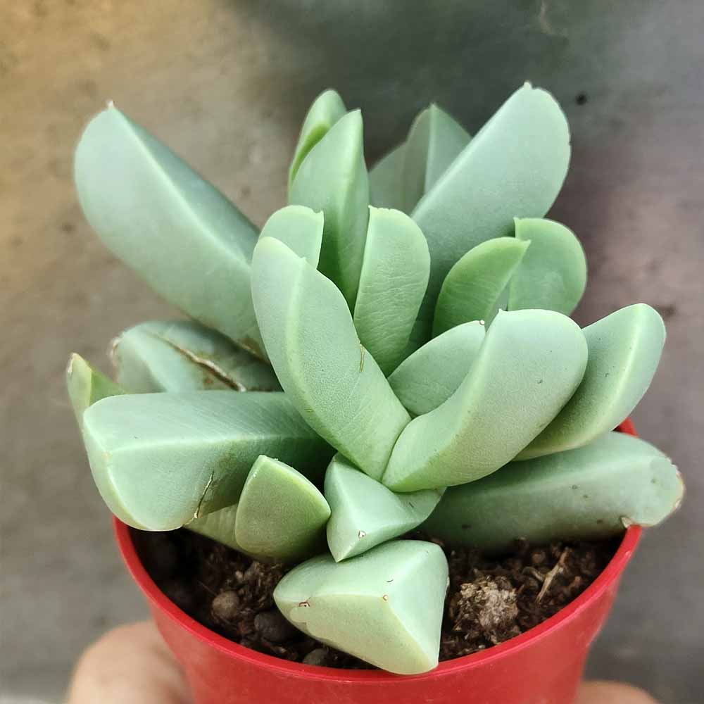 schwantesia loeschiana pianta