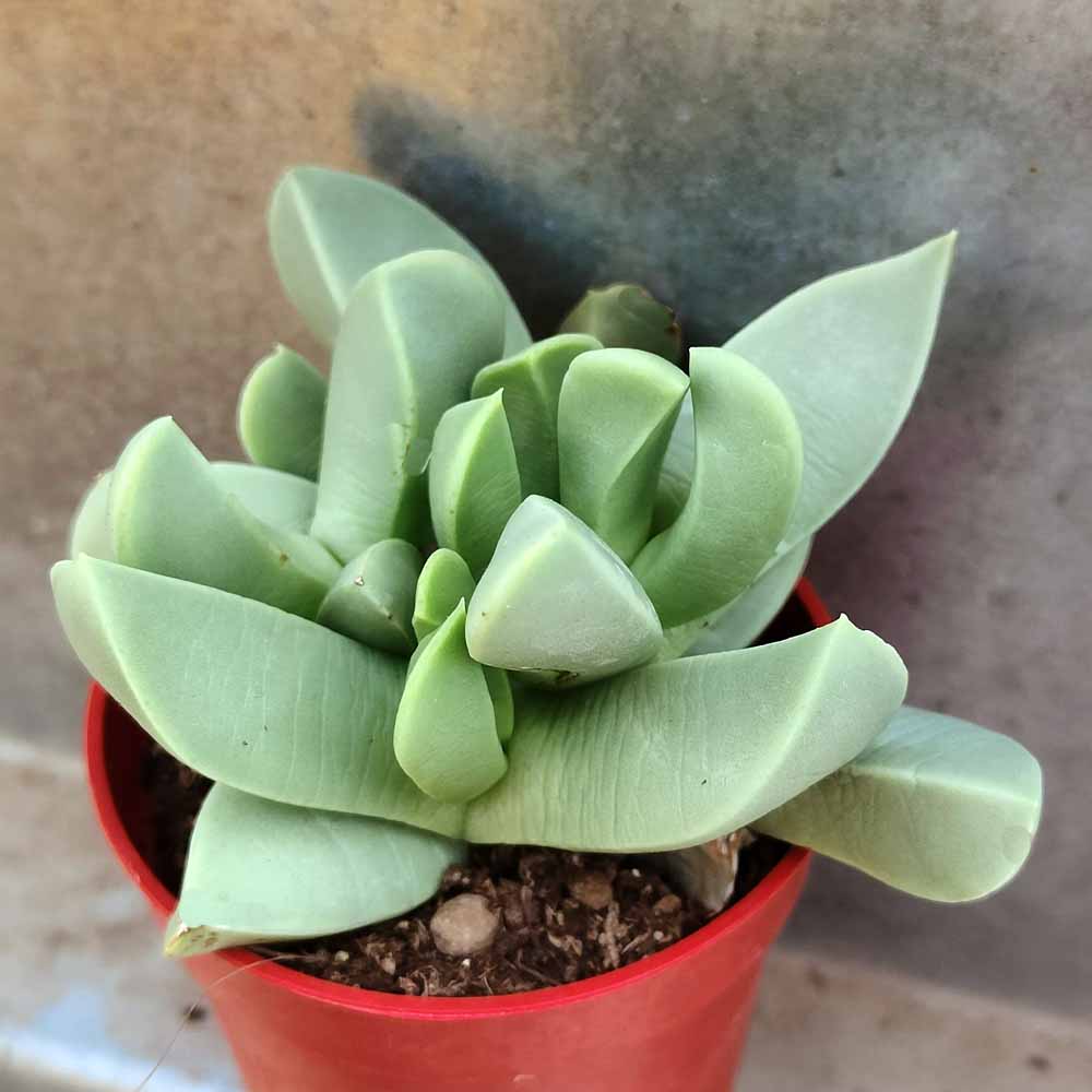 schwantesia loeschiana