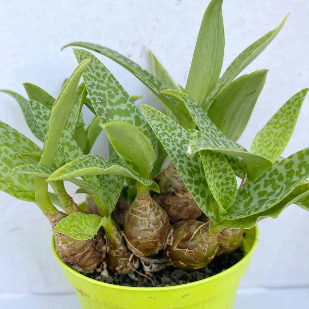 scilla pauciflora