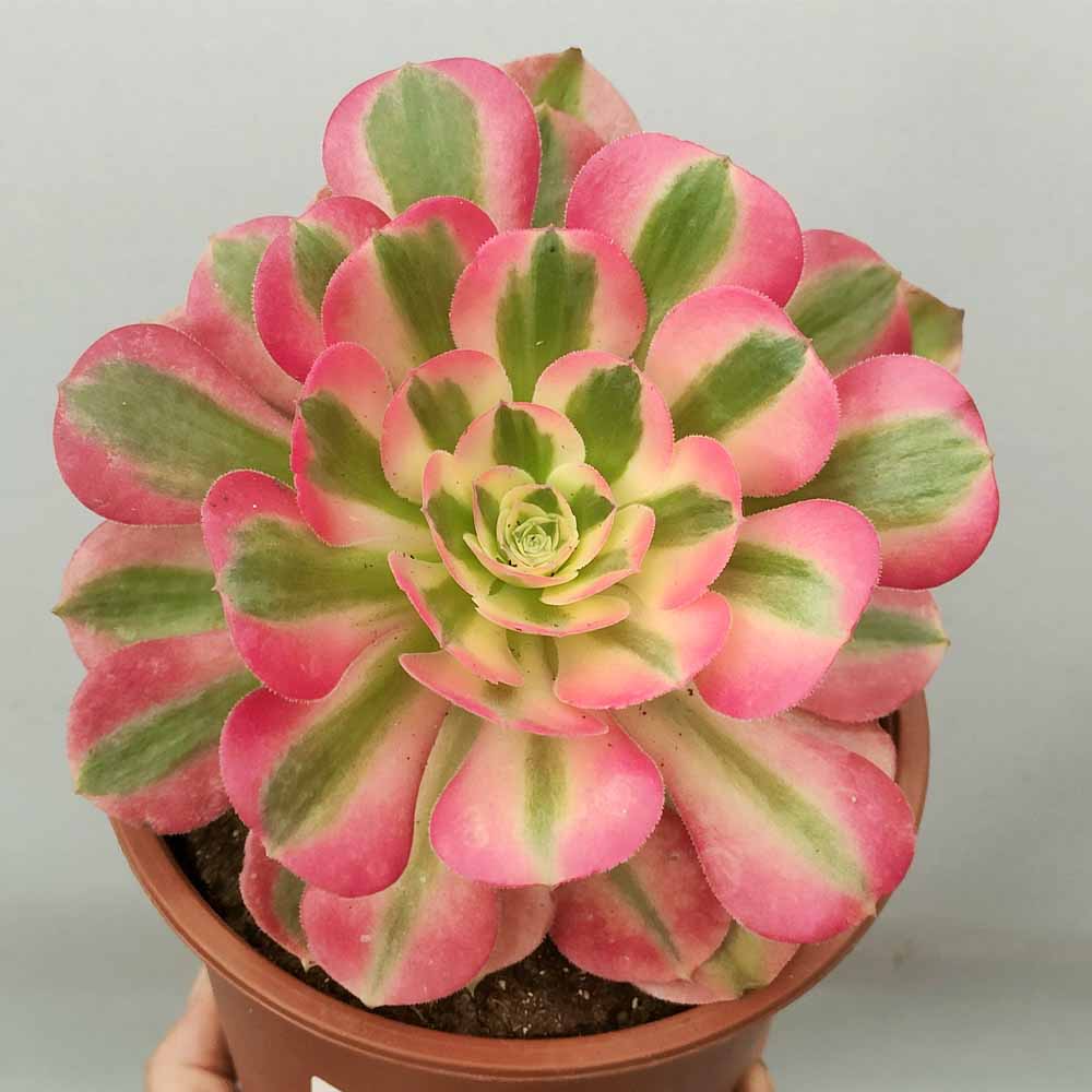 Aeonium 'Pink witch' pianta grassa