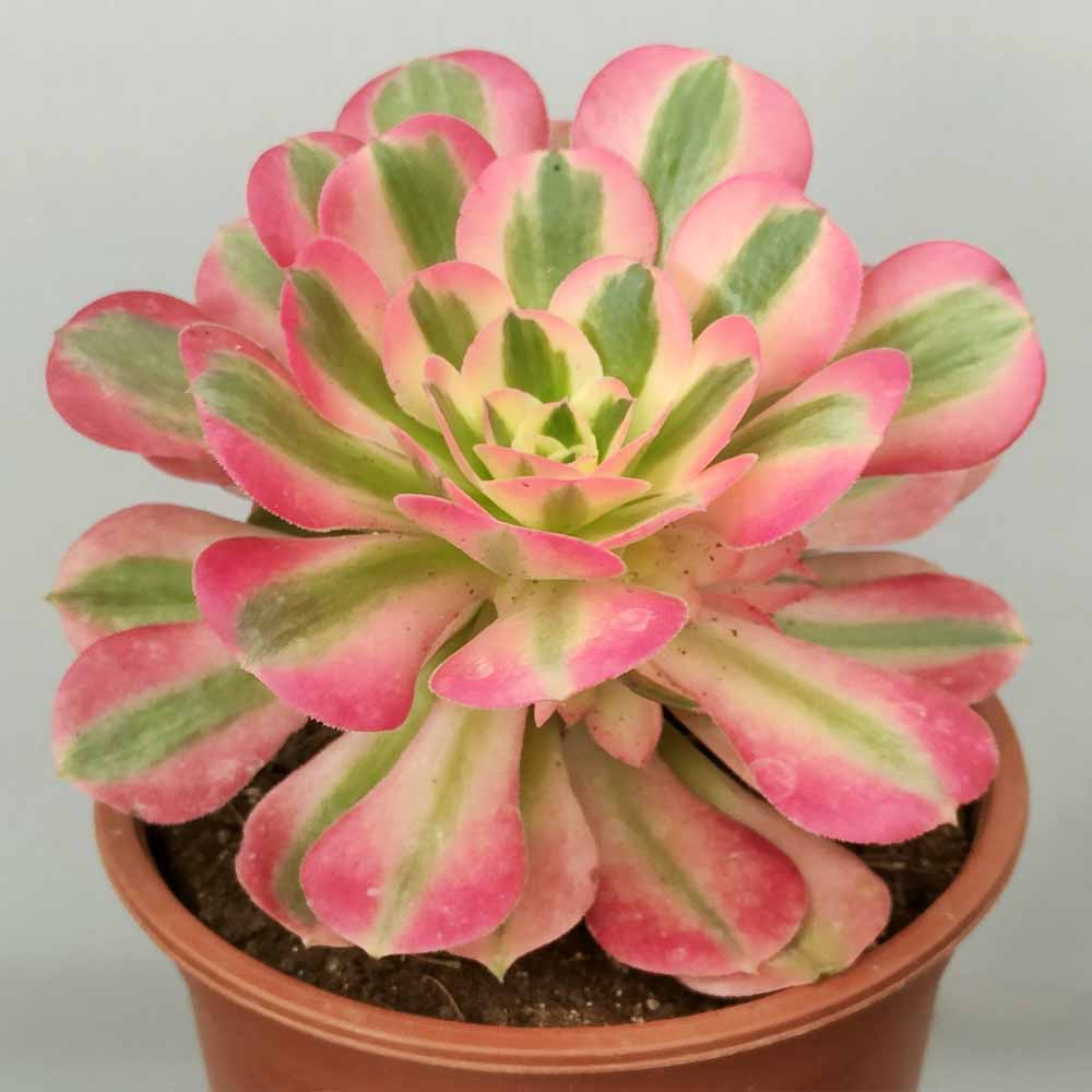 Aeonium 'Pink witch' succulente
