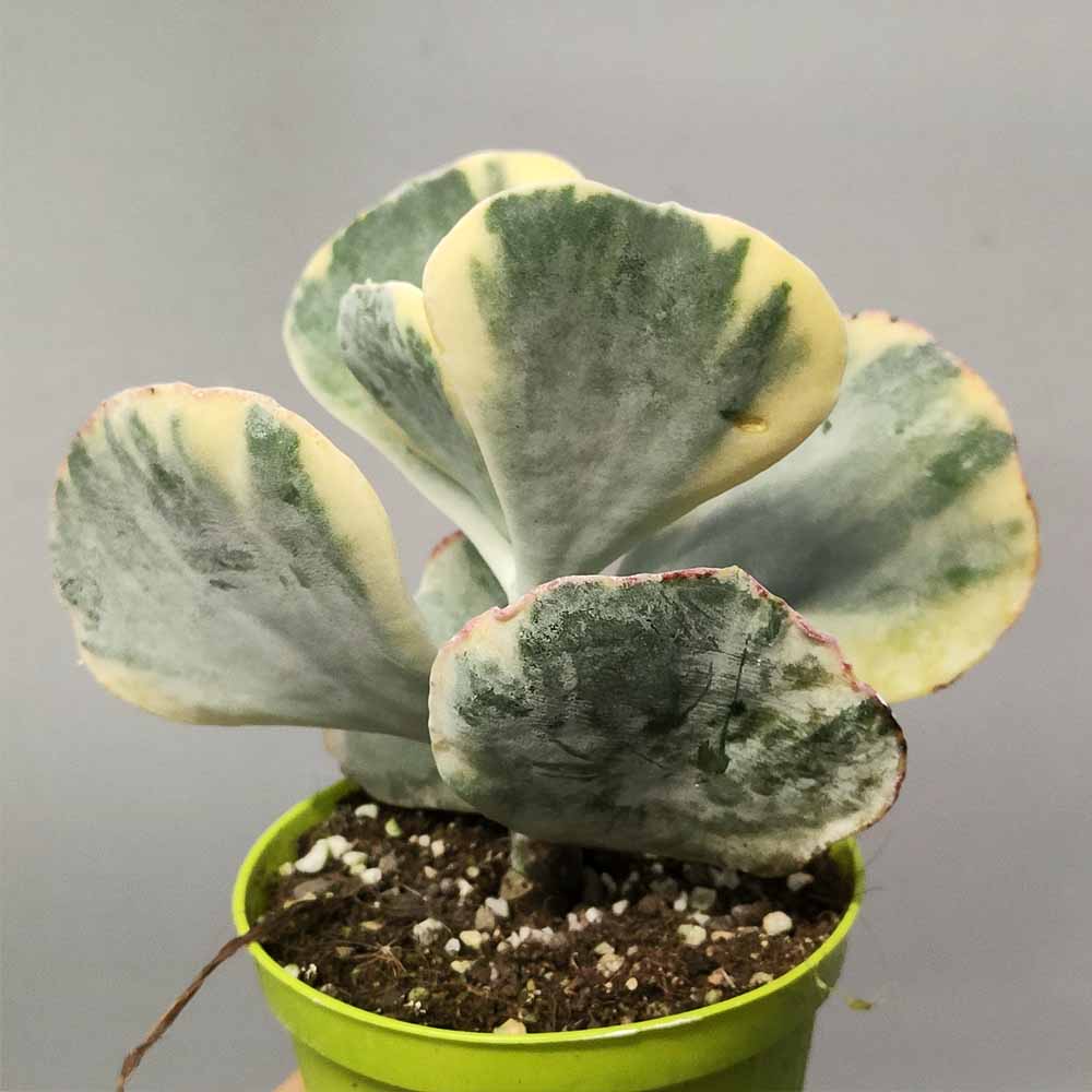 Cotyledon undulata f. variegata