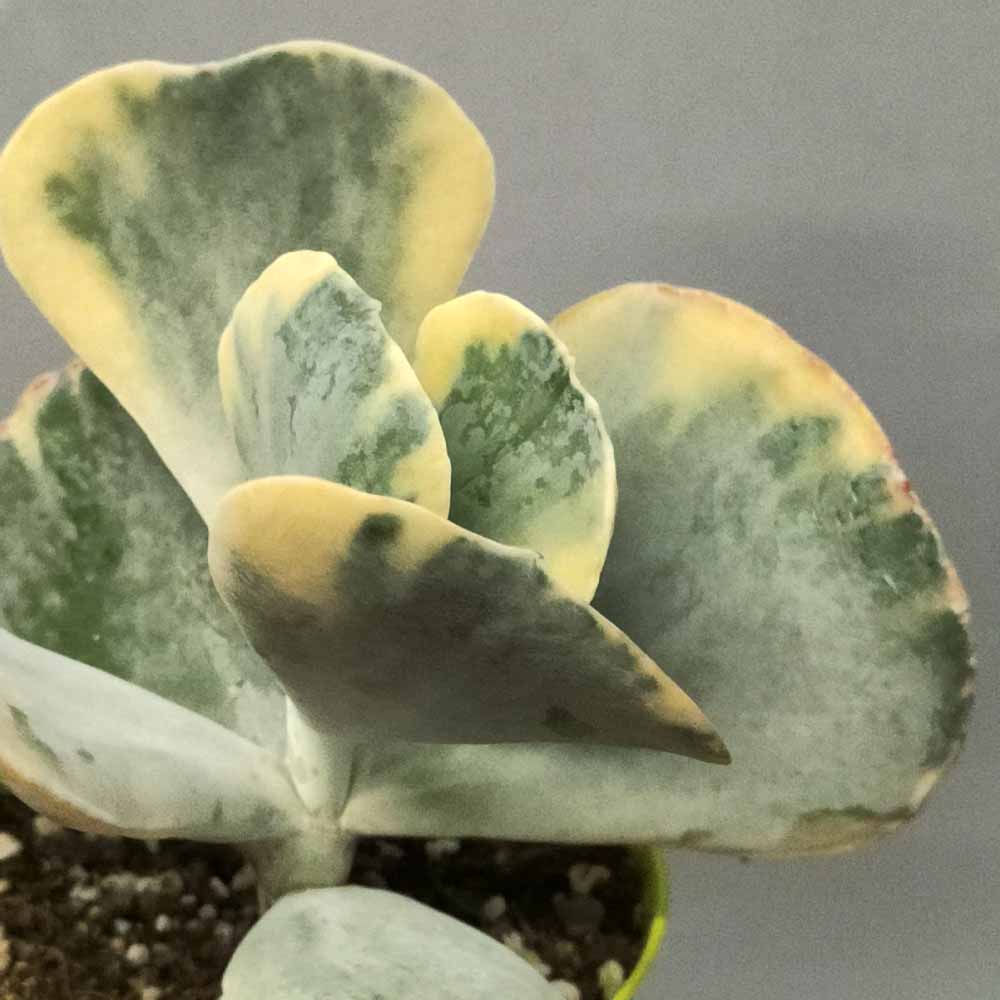 Cotyledon undulata variegato pianta