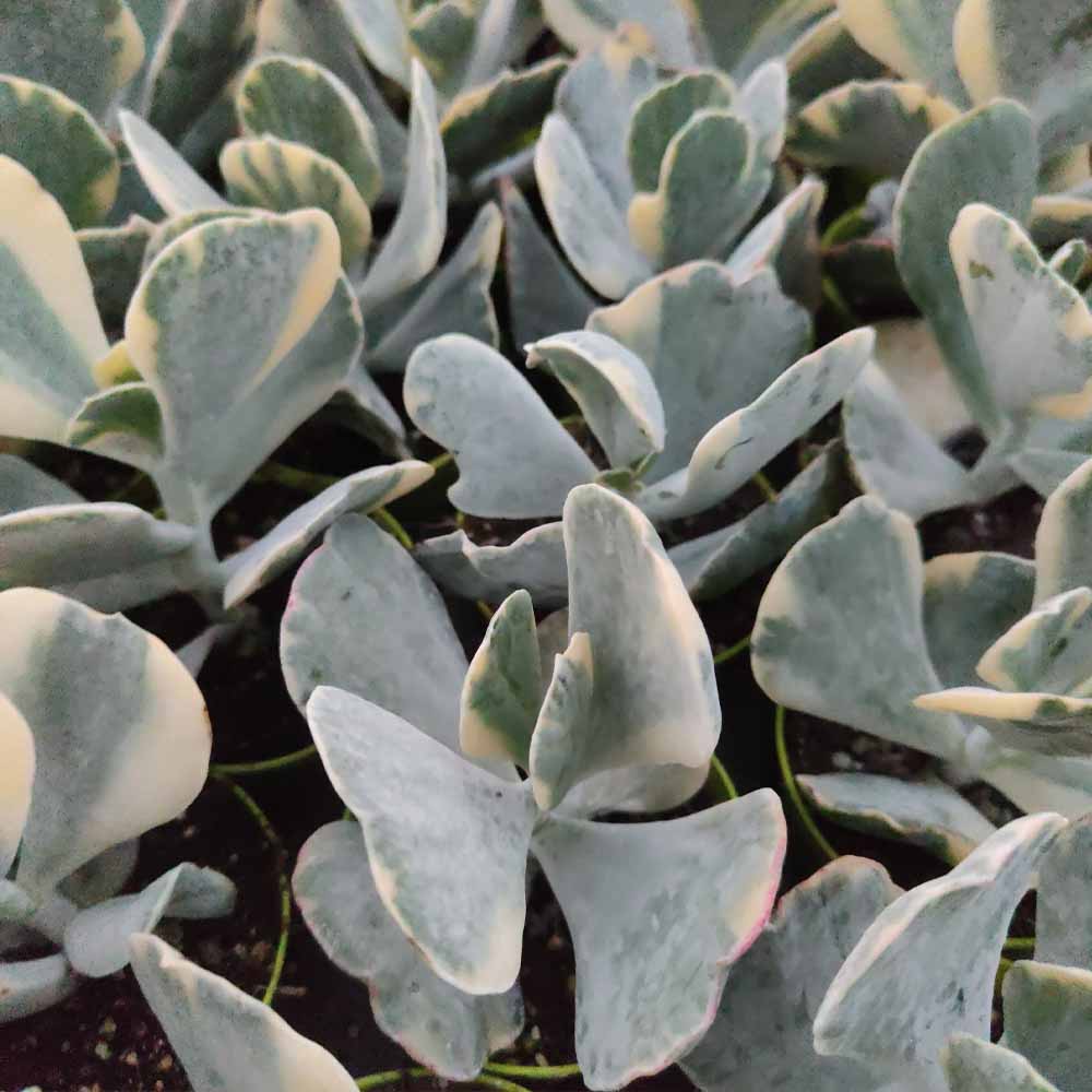 Cotyledon undulata variegato