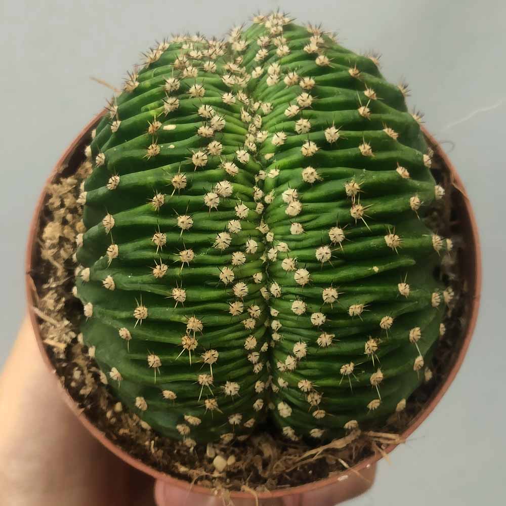 Echinopsis eyriesii crestato