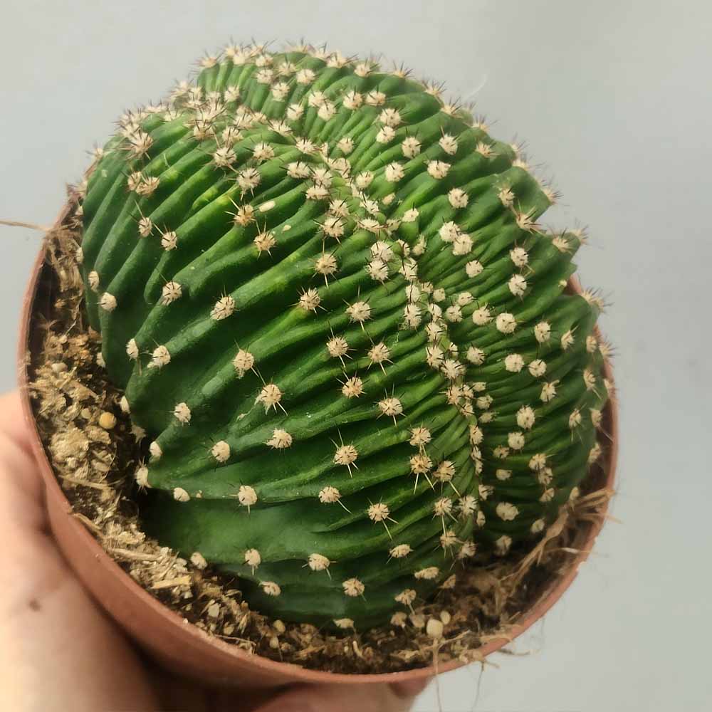 Echinopsis eyriesii crestato cactus