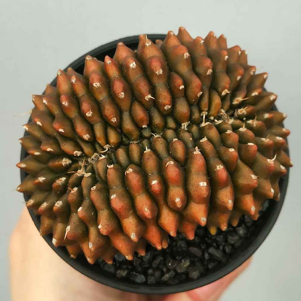 Gymnocalycium mihanovichii crestata