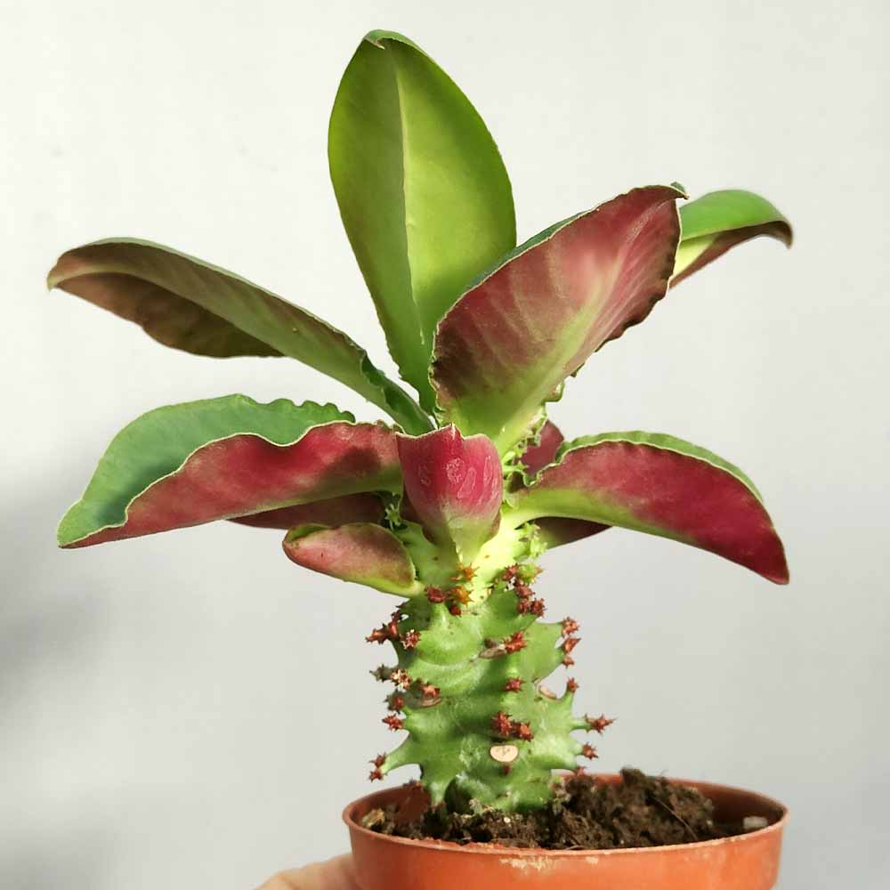 Monadenium magnificum PIANTA
