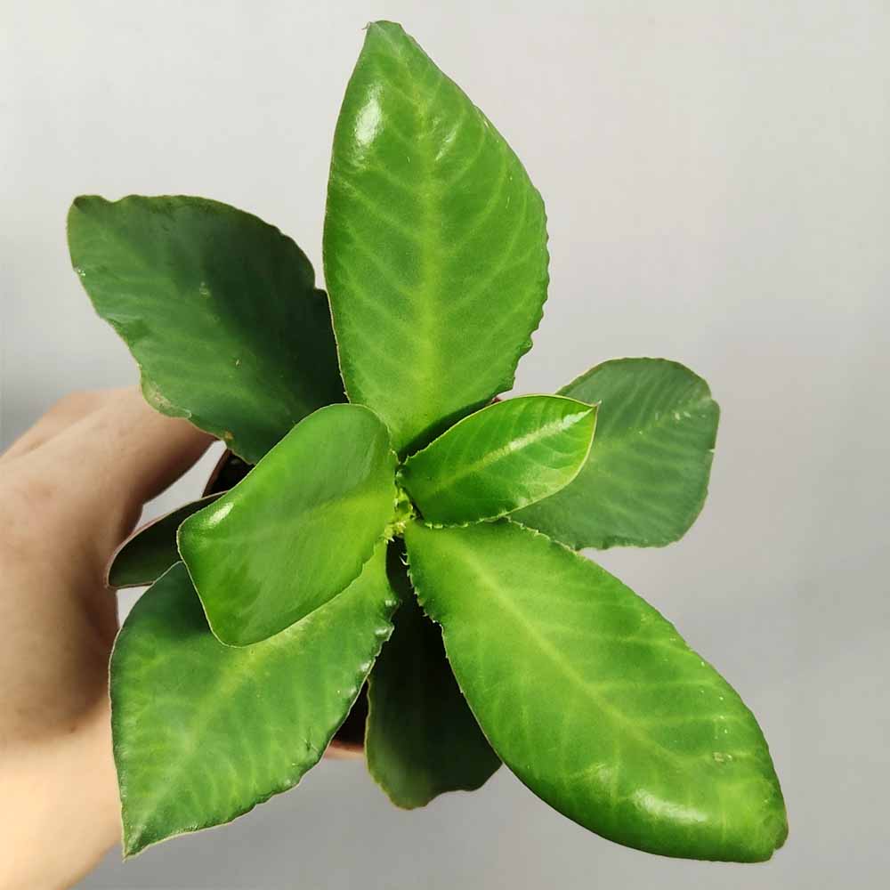 Monadenium magnificum succulente