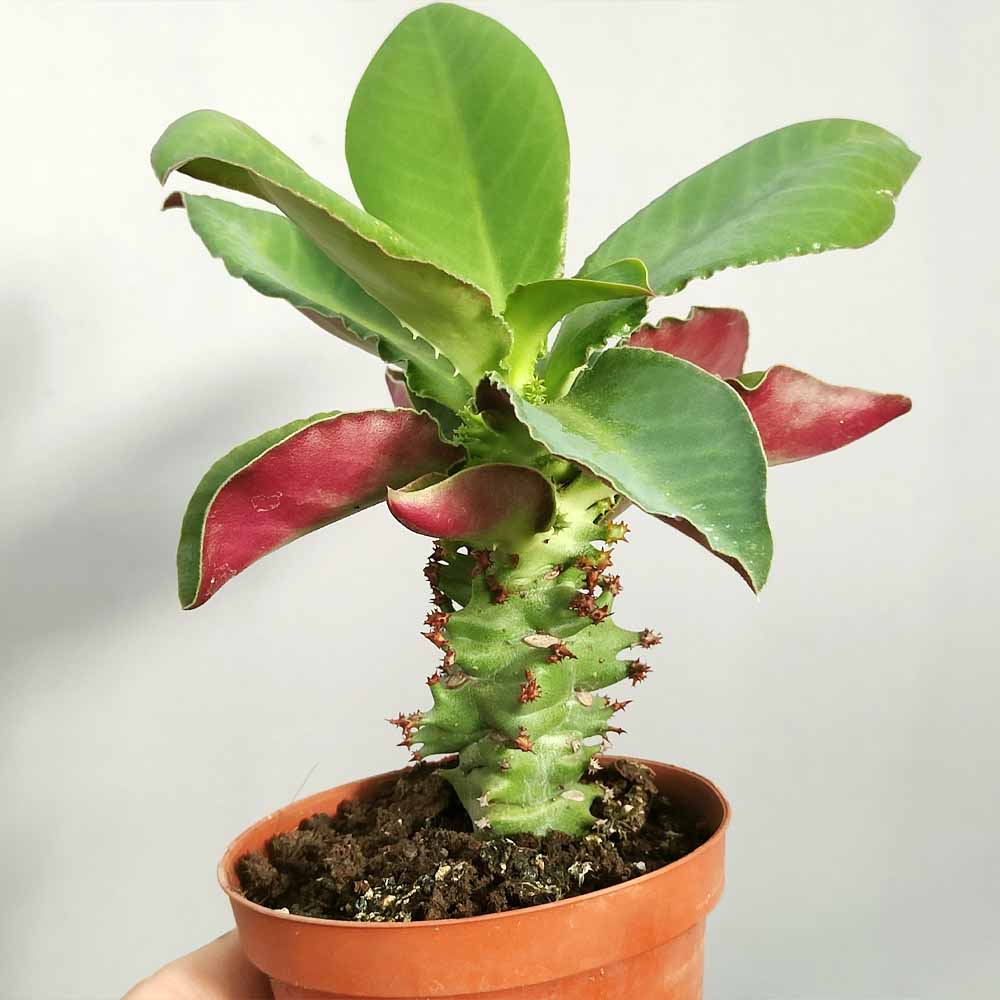 Monadenium magnificum