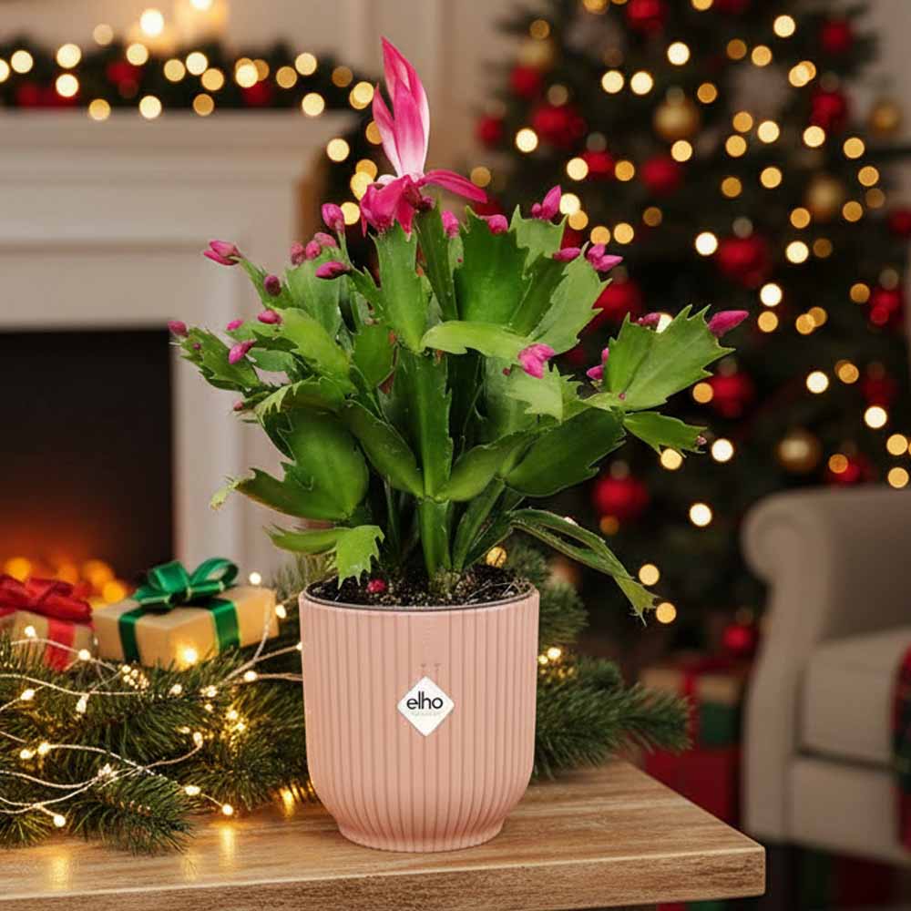 SCHLUMBERGERA Zaraika natale
