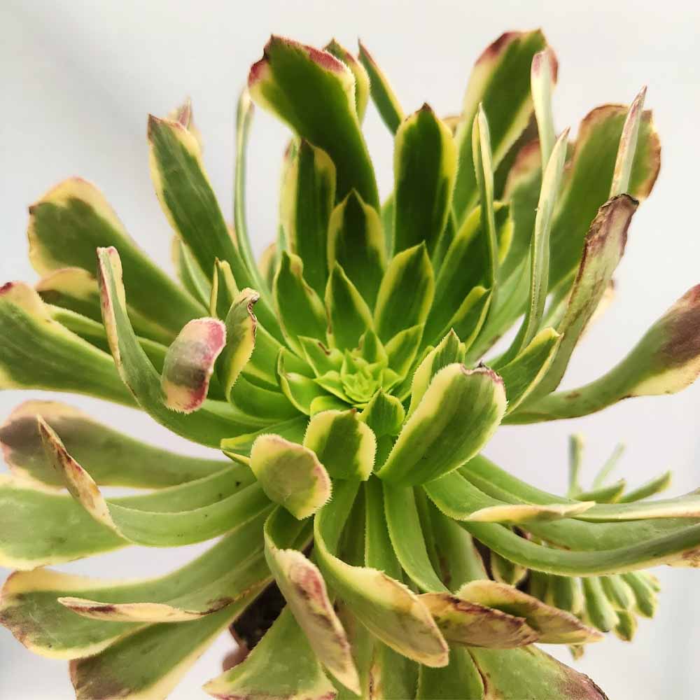 aeonium wheels of imagination pianta