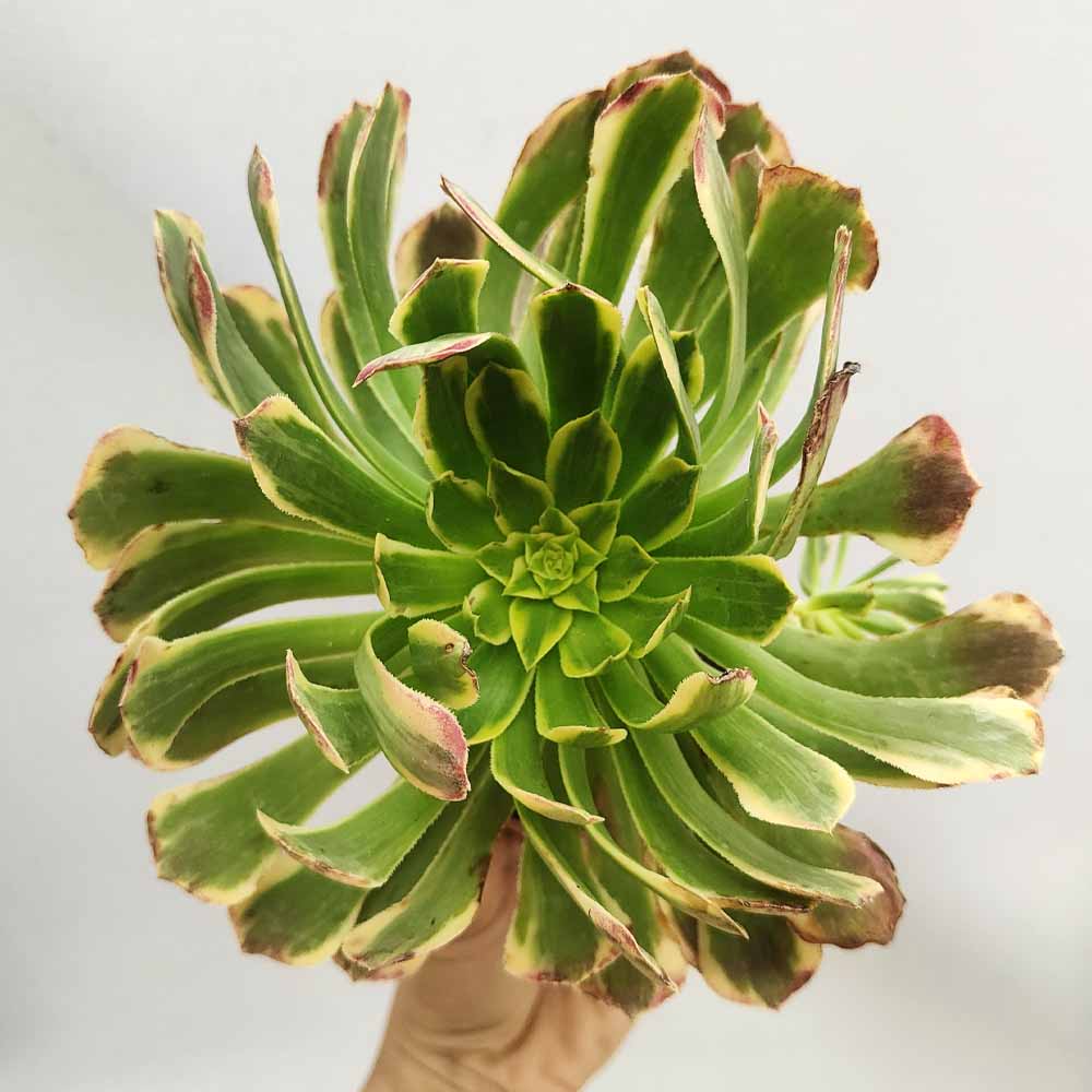 aeonium wheels of imagination