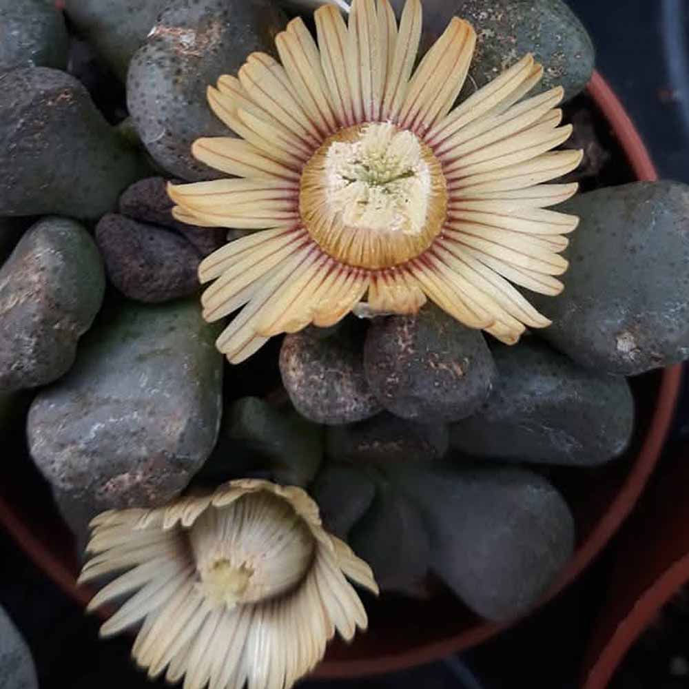 aloinopsis schoonesi fiore