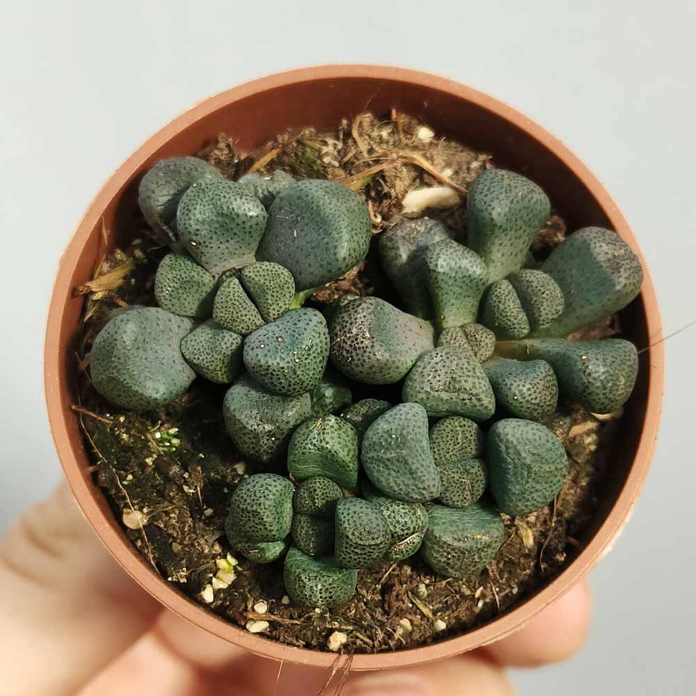aloinopsis schoonesi