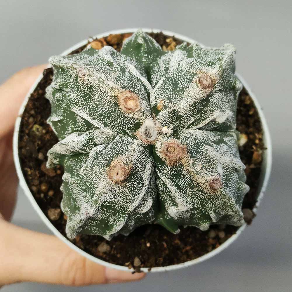 astrophytum fukuryu quadricostato