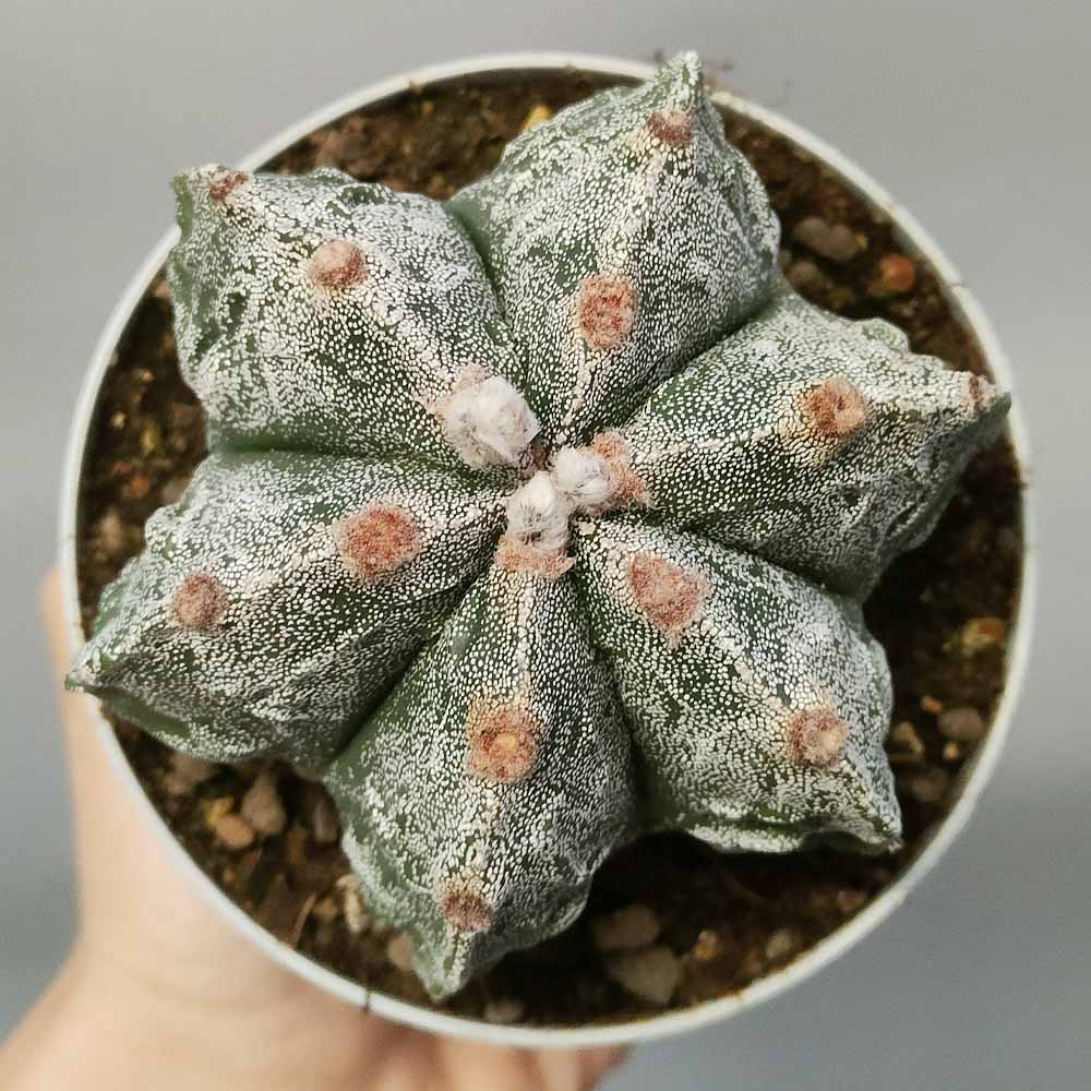 astrophytum multicostato fukuryu