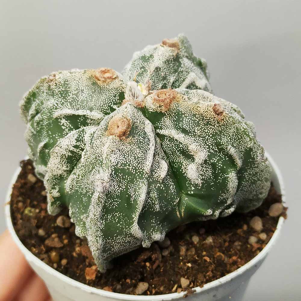 astrophytum myriostigma fukuryu quadricostato