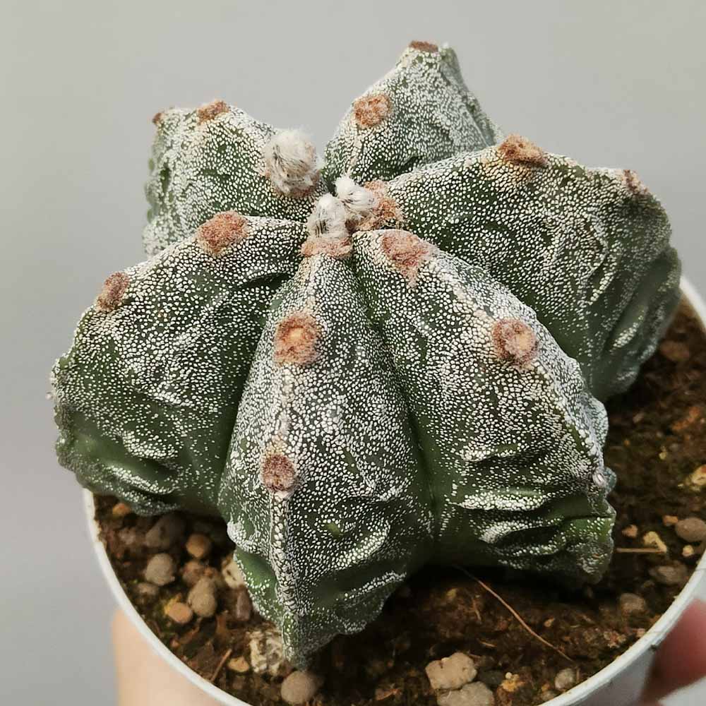 astrophytum myriostigma multicostato fukuryu