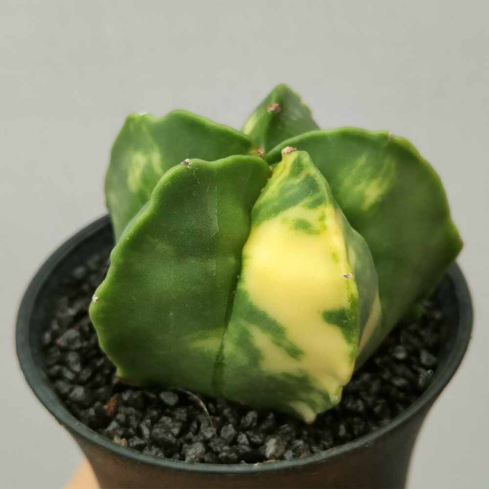 astrophytum variegato cactus