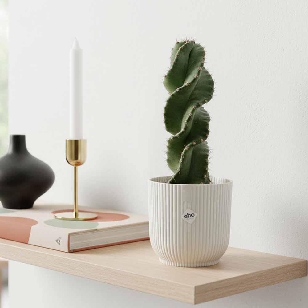 cereus forbesii spiralis bianco