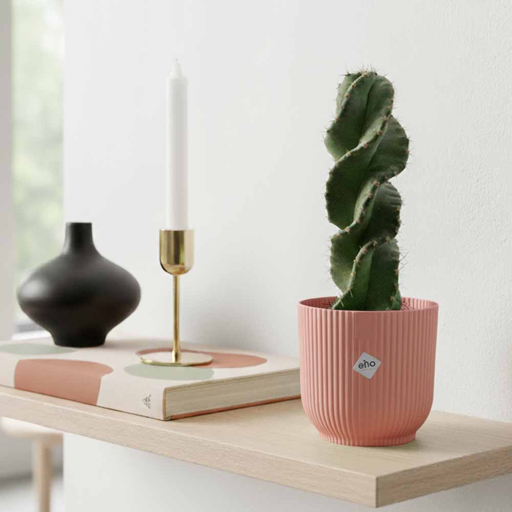 cereus forbesii spiralis rosa
