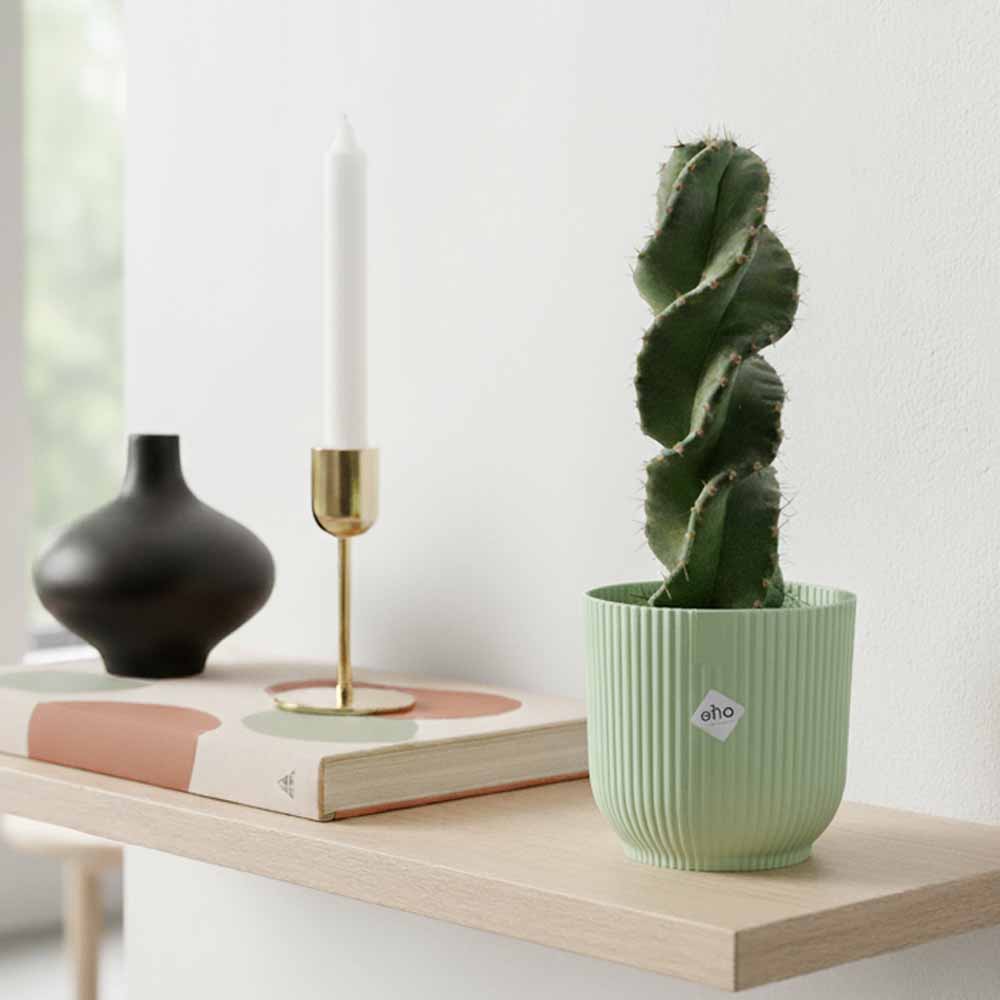 cereus forbesii spiralis sorbetto