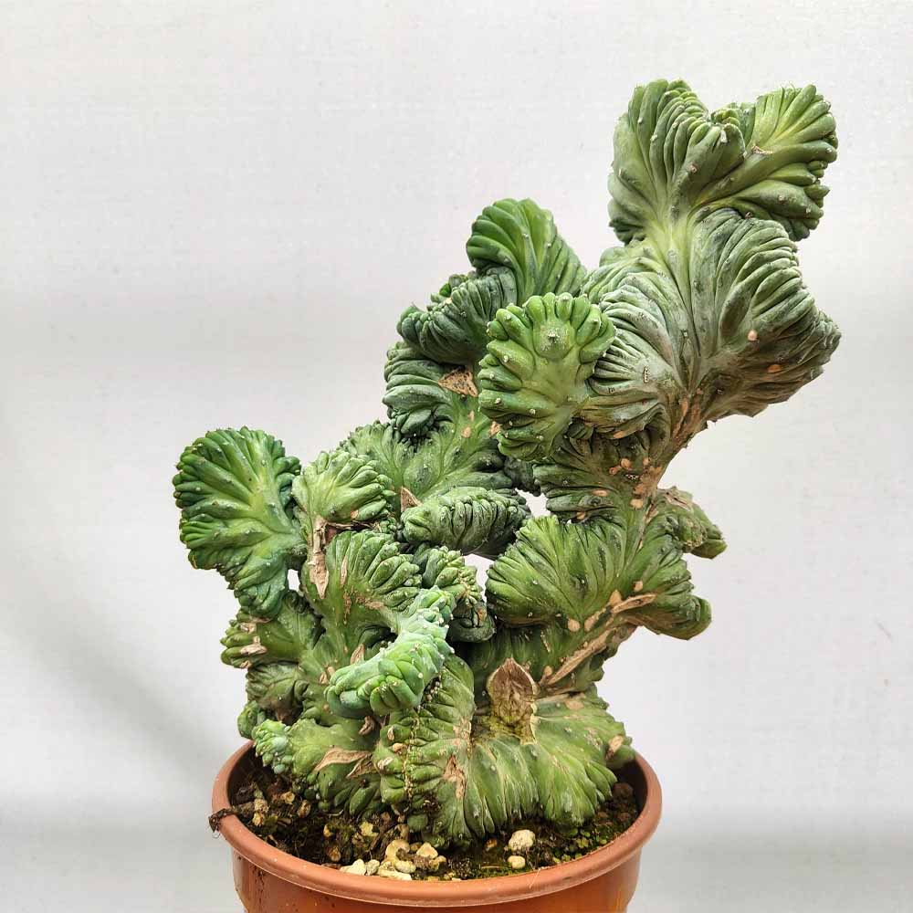 crested myrtillocactus strictum