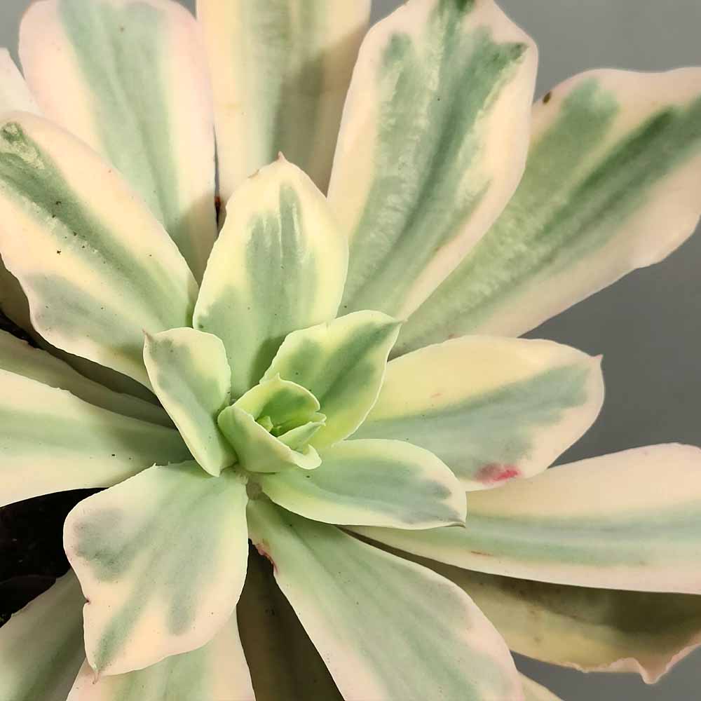 echeveria japan moon river variegata
