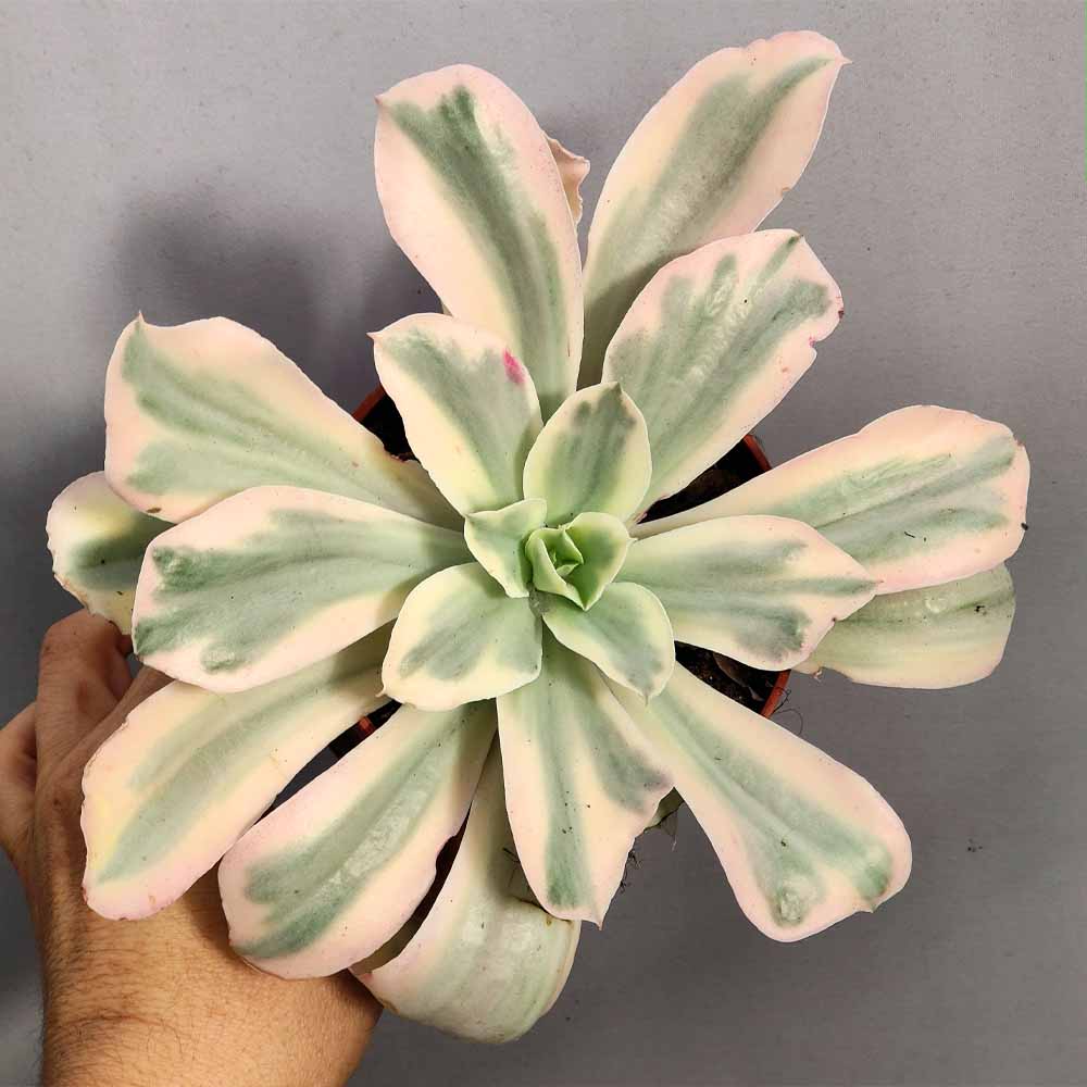 echeveria japan moon river