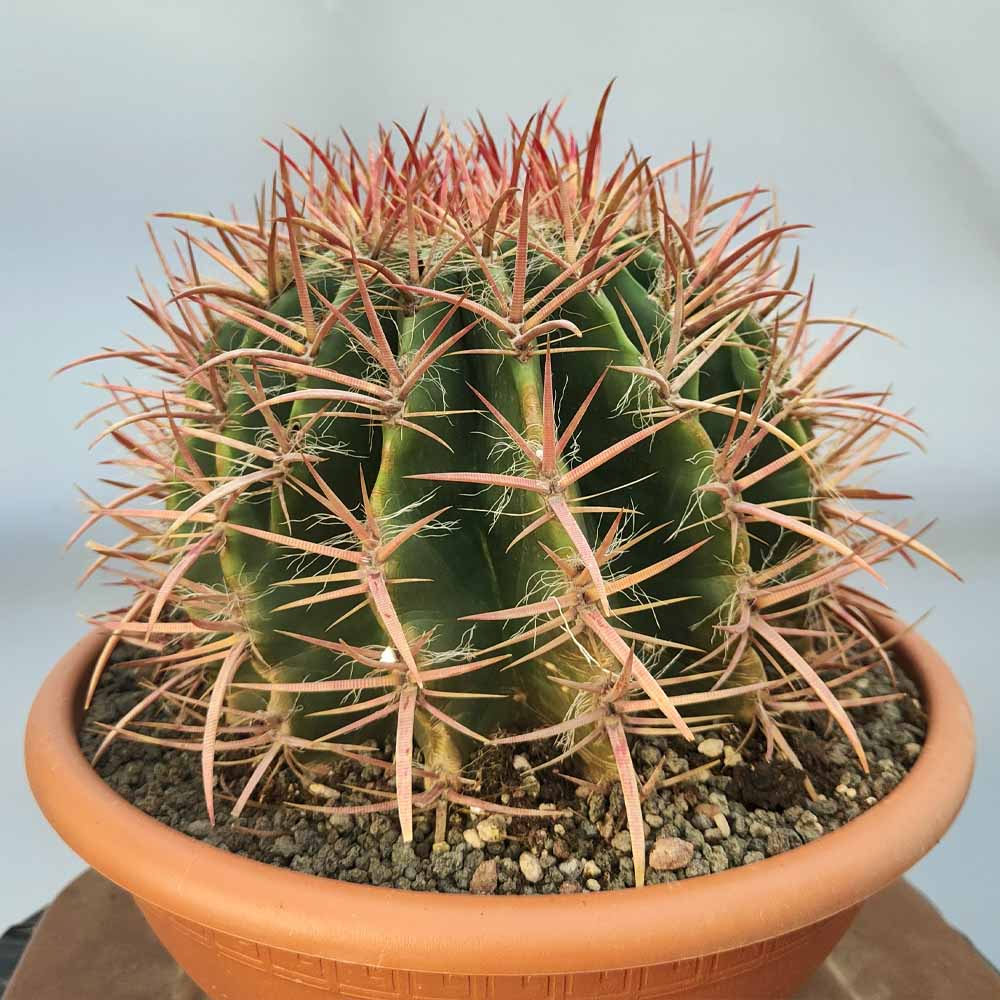 ferocactus stainesii cactus