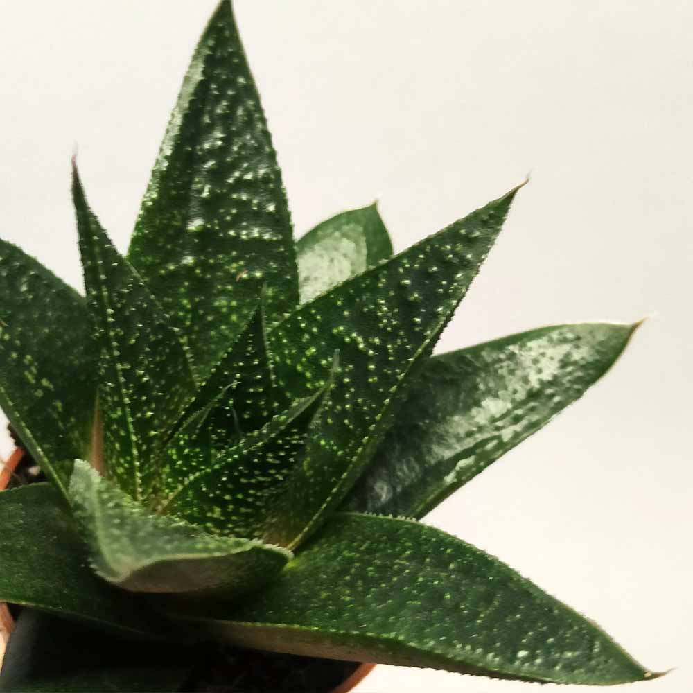 gasteraloe royal princess pianta